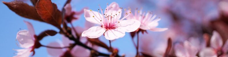Cerisier_en_Fleur Cerisier_en_Fleur